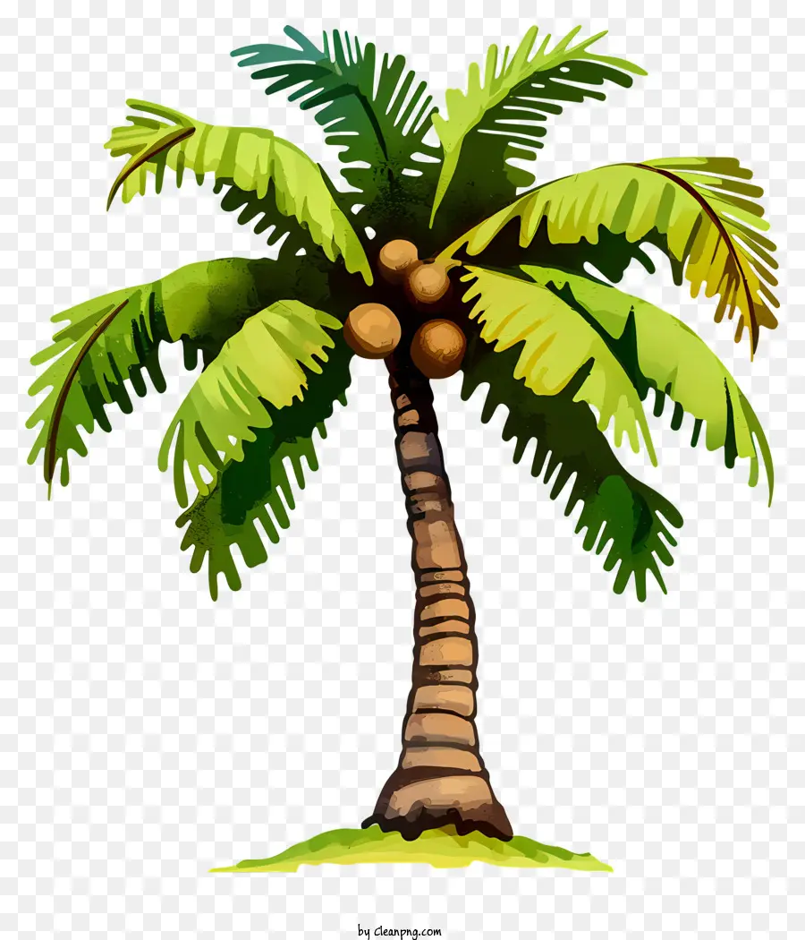 Suluboya Hindistan Cevizi Ağacı，Palmiye Ağacı PNG