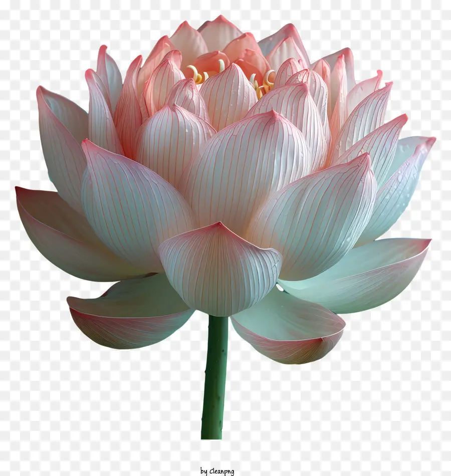 Nilüfer Çiçeği，Pembe Lotus Çiçeği PNG