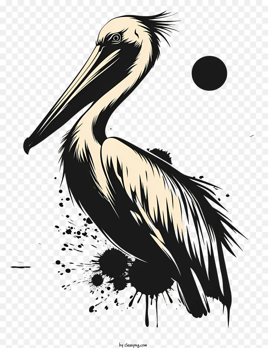 Pelikan，Kuş PNG