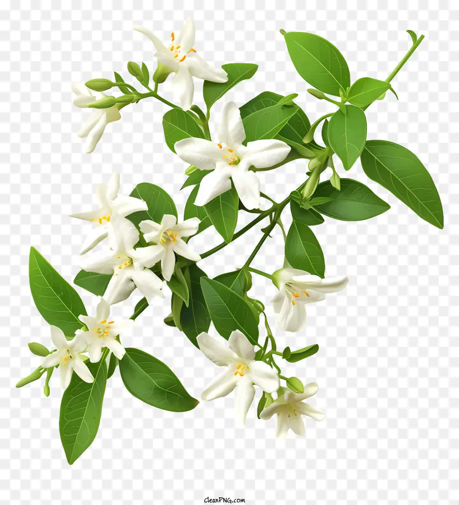 Beyaz Yıldız Yasemin，Beyaz Yasemin Çiçekleri PNG