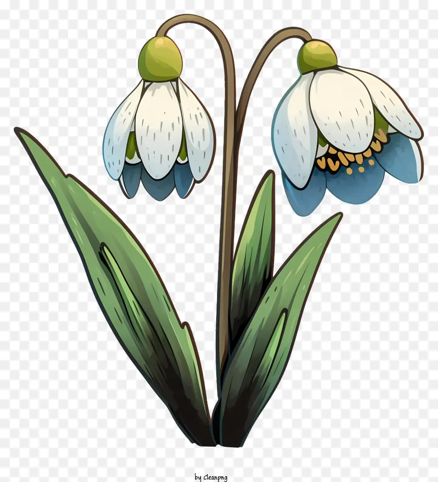 Suluboya Tarzı Kardel çiçeği，Beyaz çiçek PNG