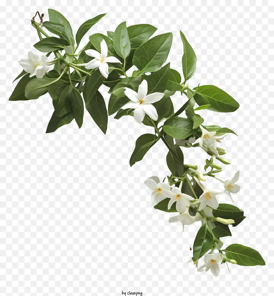 Beyaz Yıldız Yasemin，Yasemin çiçeği PNG