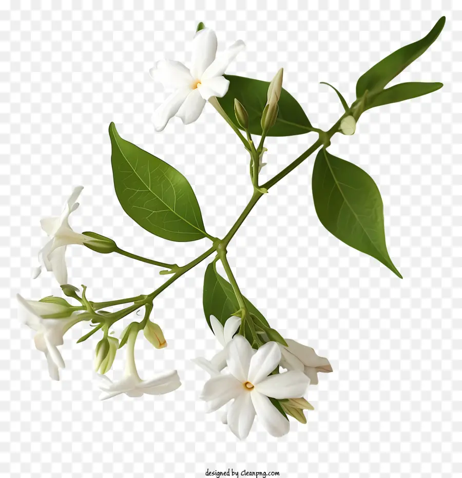 Beyaz Yıldız Yasemin，Beyaz Yasemin Çiçeği PNG