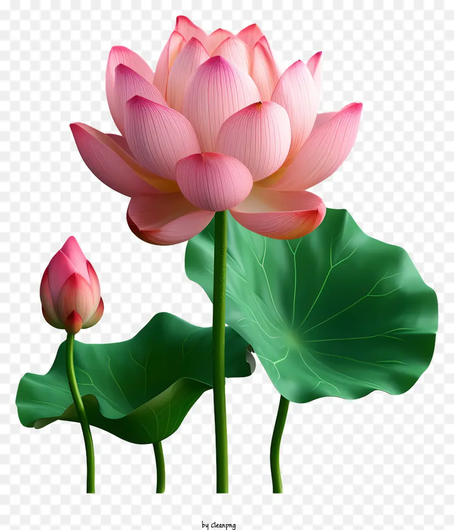 Gerçekçi Stil Lotus Çiçeği，Pembe Lotus Çiçeği PNG