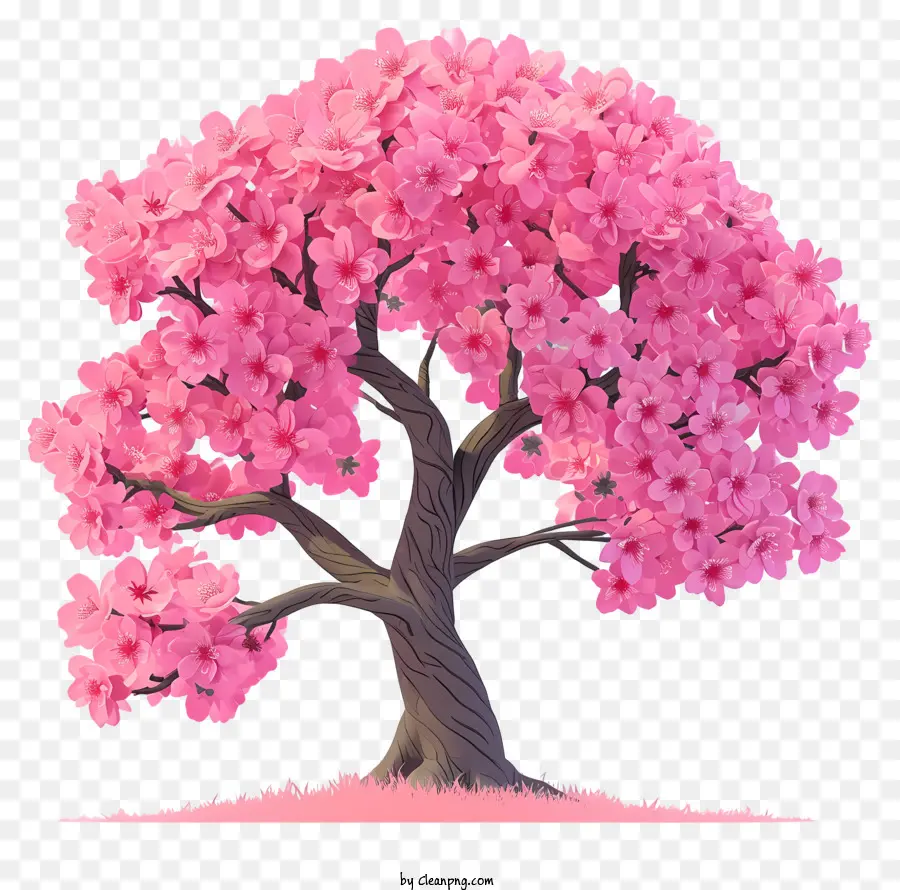 Düz Kiraz çiçeği Ağacı，Pembe Ağaç PNG