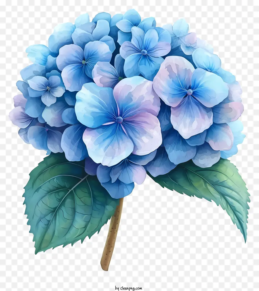 Pastel Ortanca çiçeği，Mavi Hidrant Çiçeği PNG