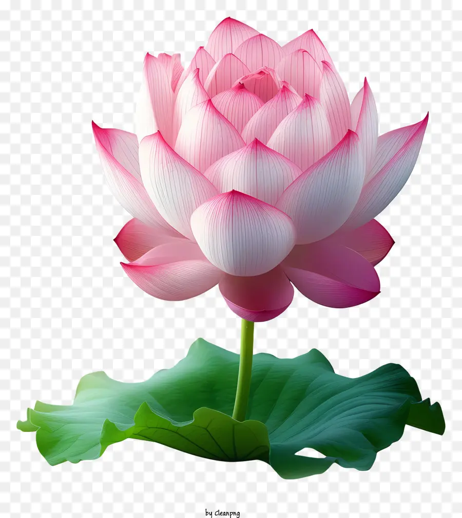 Düz Lotus çiçeği，Pembe Lotus Çiçeği PNG