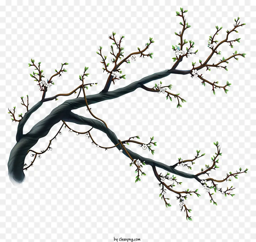 Elle çizilmiş Ağaç Dalı，Ağaç Dalı PNG