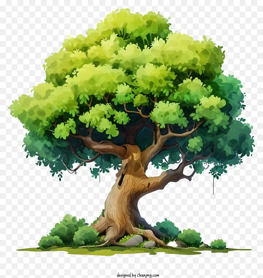 Suluboya Büyük Ağaç，Ağaç PNG