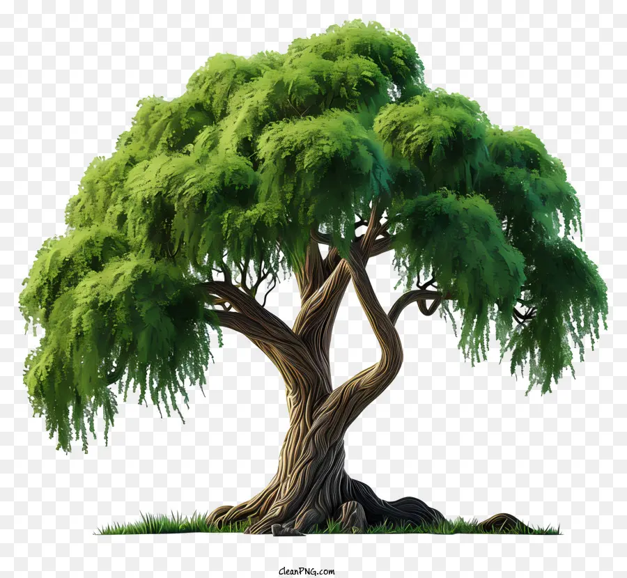 Düz Büyük Ağaç，Yeşil Ağaç PNG