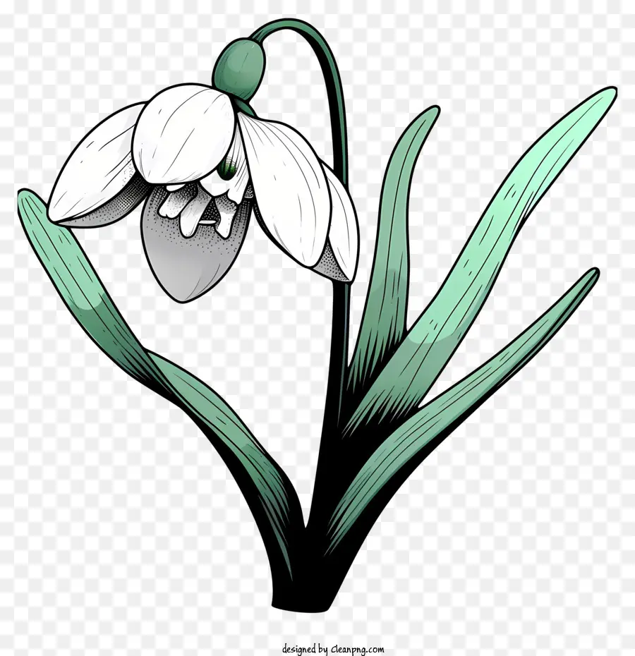 Eskiz Tarzı Kardel çiçeği，Beyaz çiçek PNG
