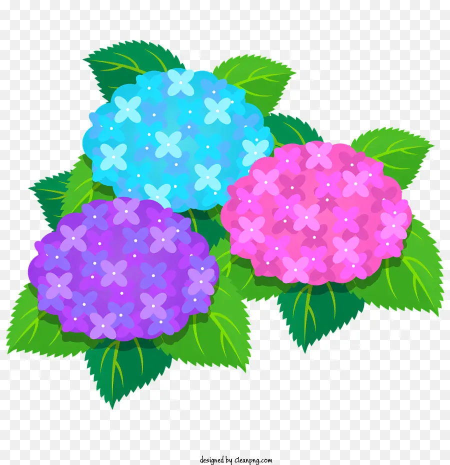 çiçek，Ortancalar PNG