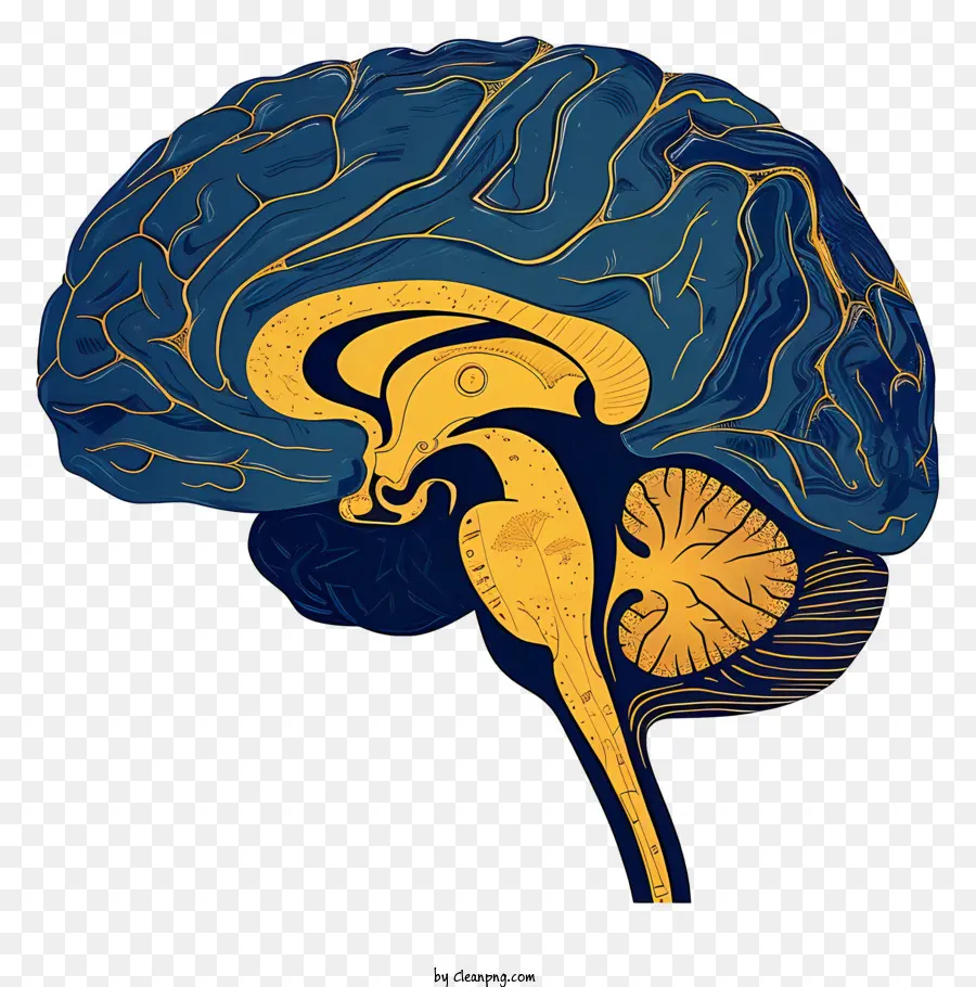 Beyin Zihni，İnsan Beyni PNG