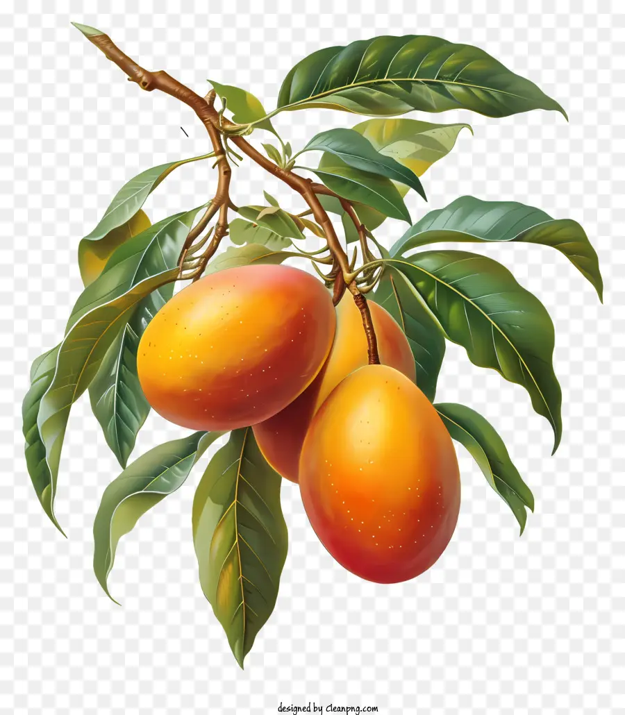 Mango，Mango Ağacı PNG