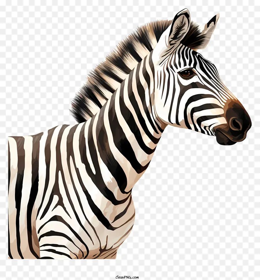 Zebra，Siyah Beyaz çizgili Gövde PNG