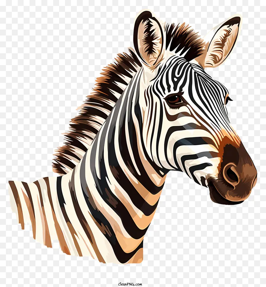 Zebra，Zebra çizimi PNG