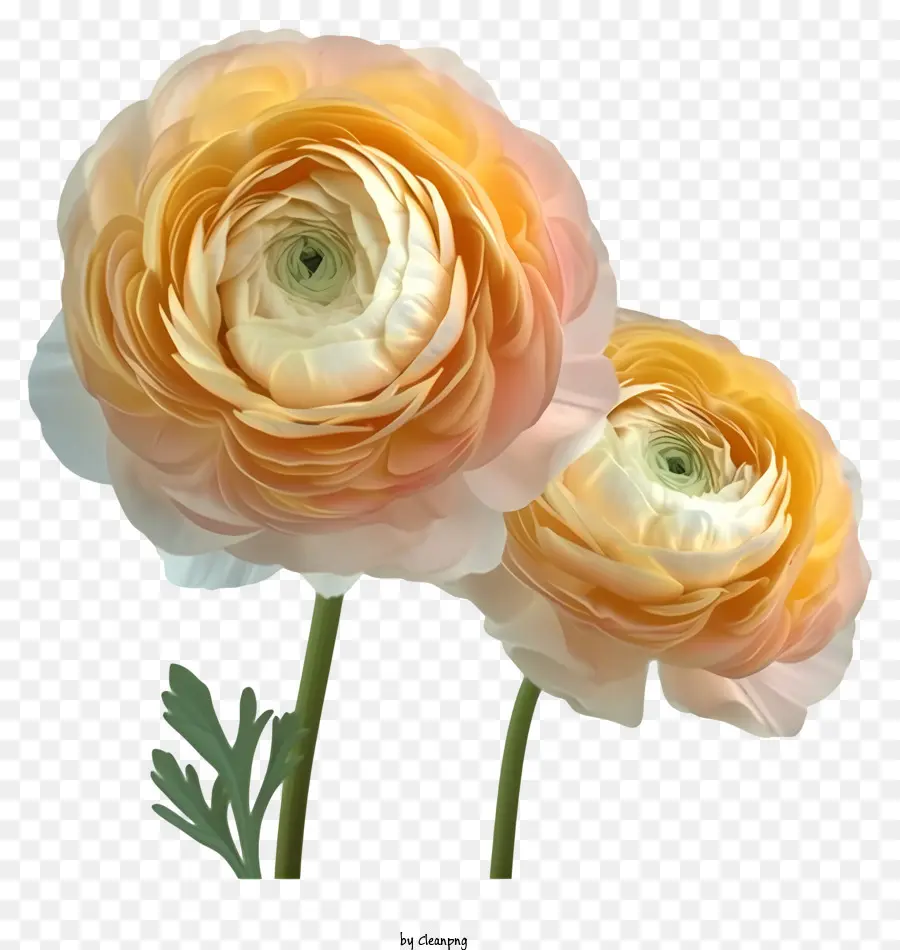 Zarif Ranunculus çiçek Vektörü 3d，Turuncu Pansal çiçekler PNG