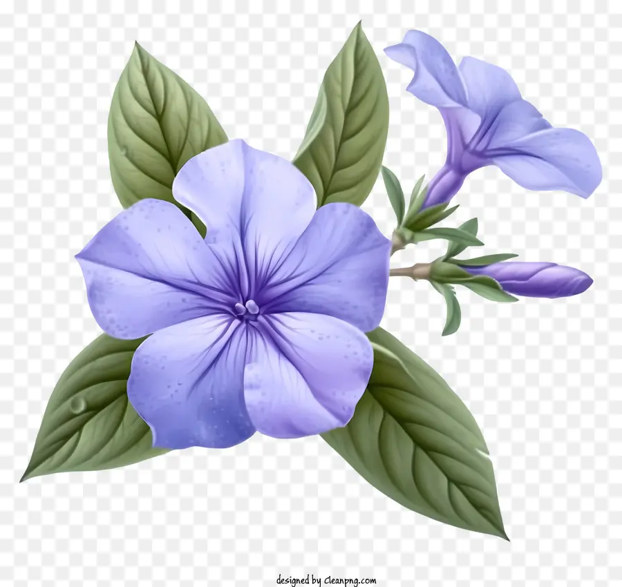 Ayrıntılı çizimler，Zarif Delik Wellwinkle Çiçeği PNG