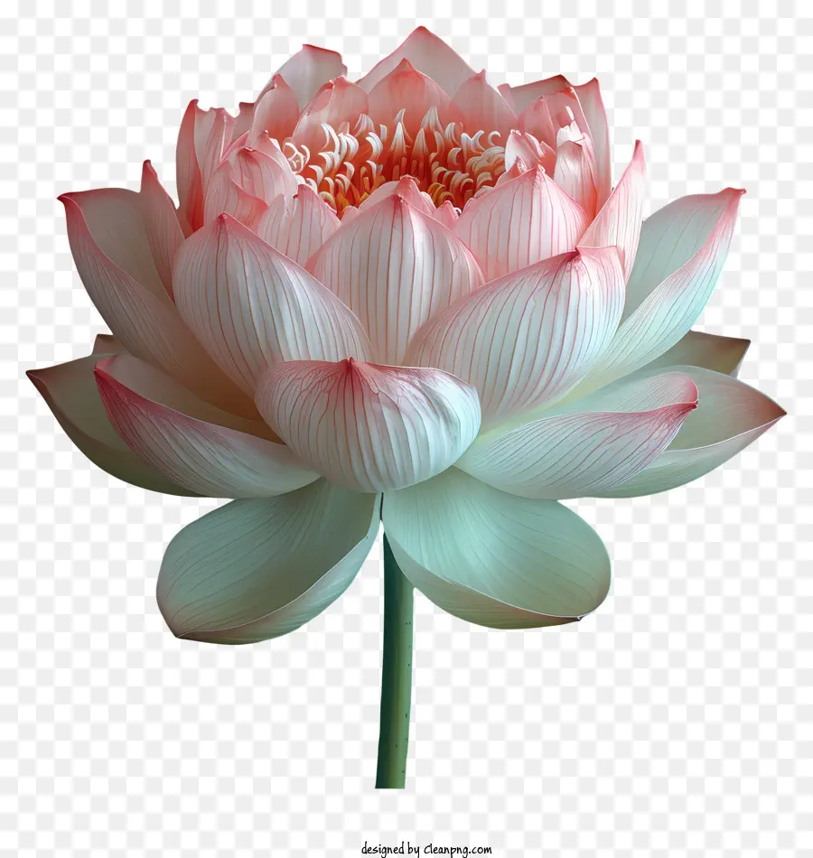 Nilüfer Çiçeği，Pembe Lotus Çiçeği PNG