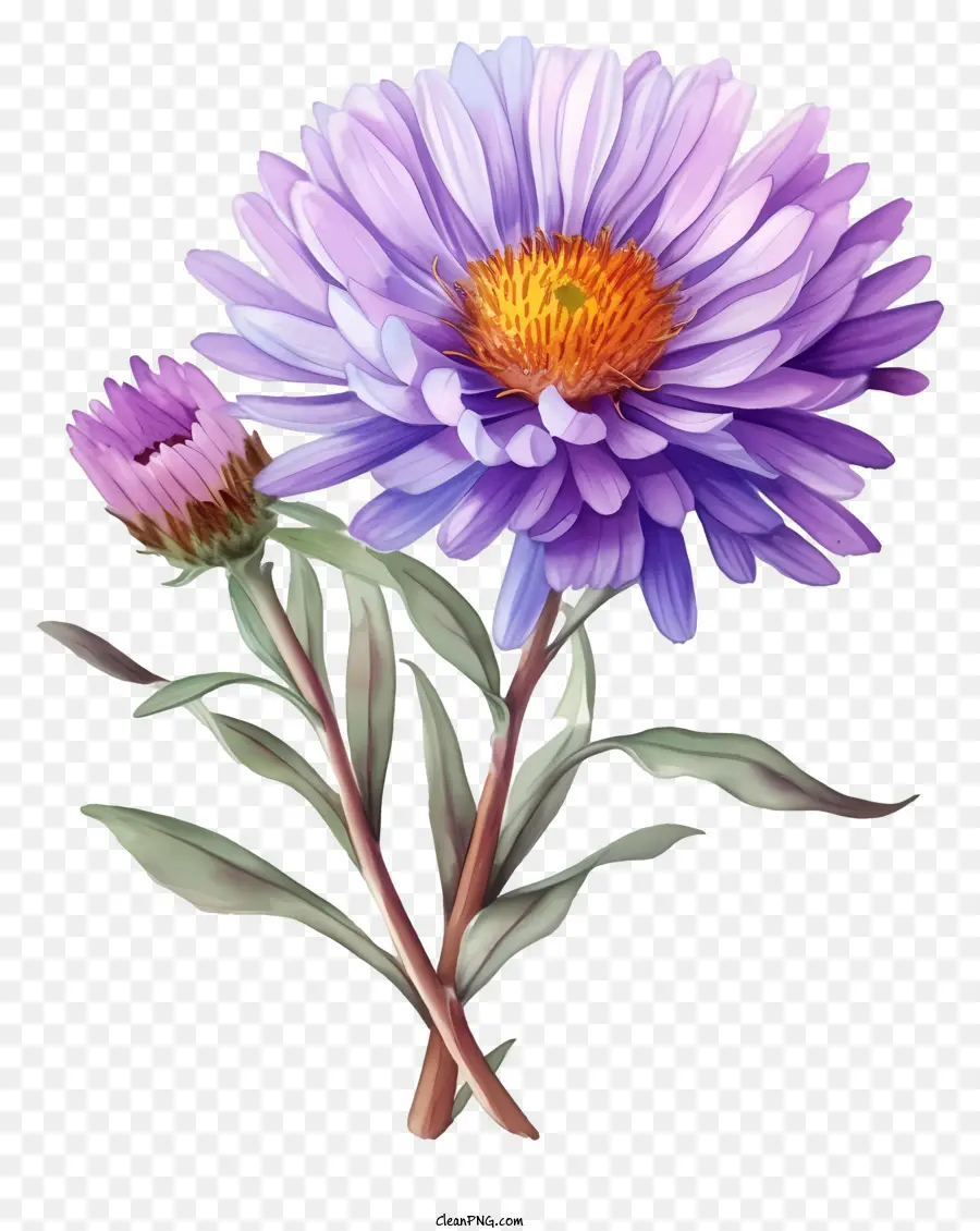 Suluboya Zarif Aster çiçeği，Mor çiçek PNG