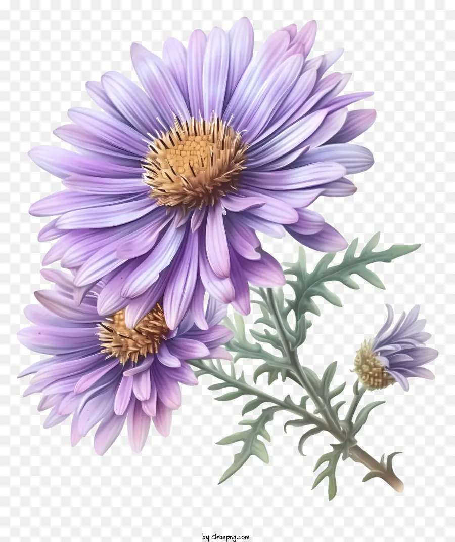 Gerçekçi Zarif Aster çiçeği，Mor çiçekler PNG