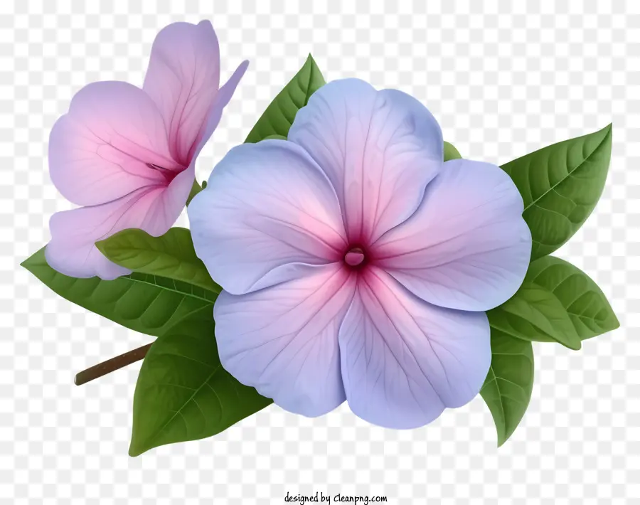 Zarif Delik Wellwinkle Çiçeği，çiçek PNG
