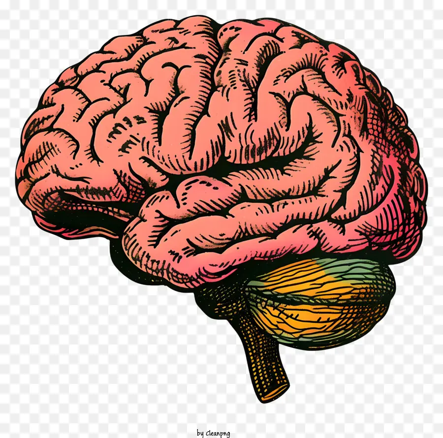 Beyin Zihni，İnsan Beyni PNG