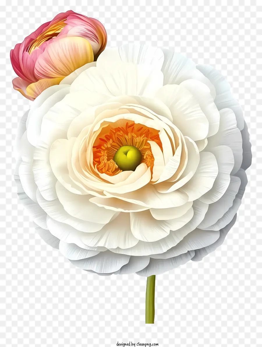 Zarif Ranunculus çiçek Simgesi，Beyaz çiçek PNG
