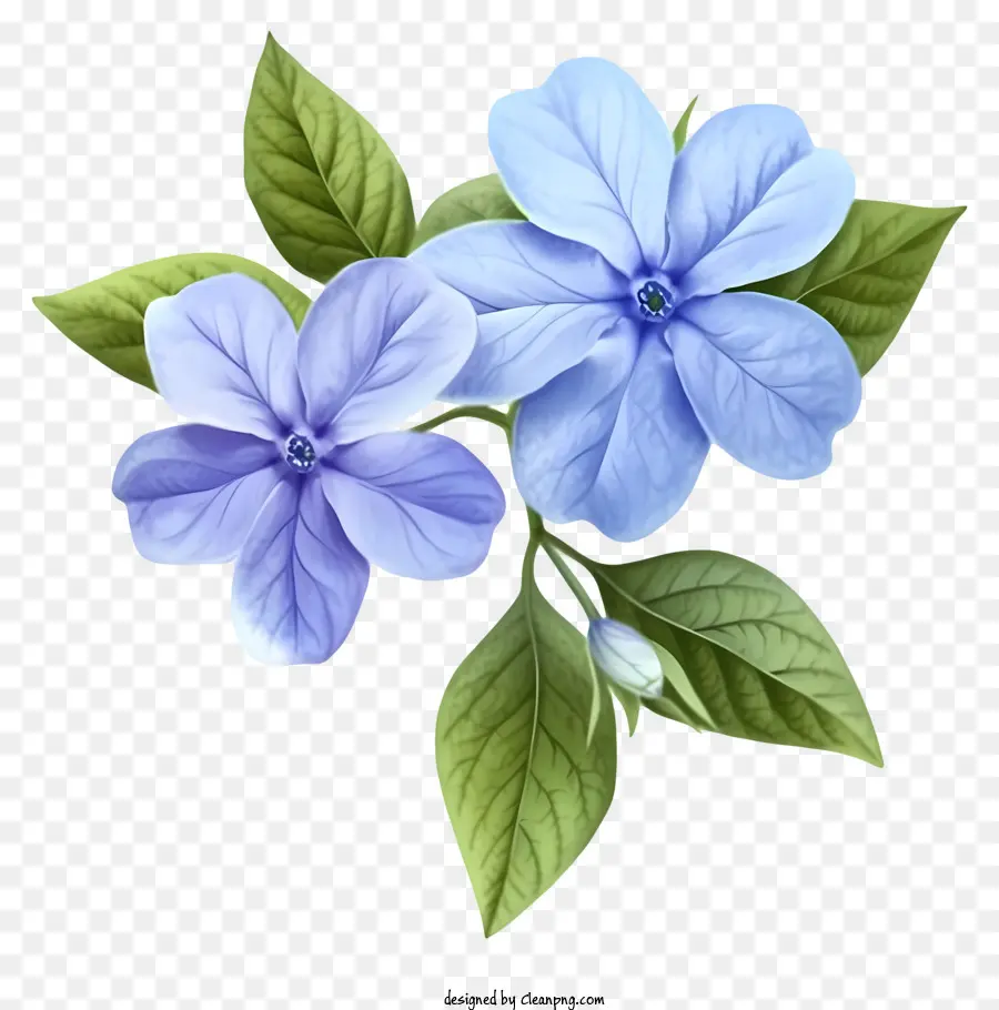 Ayrıntılı çizimler，Zarif Delik Wellwinkle Çiçeği PNG