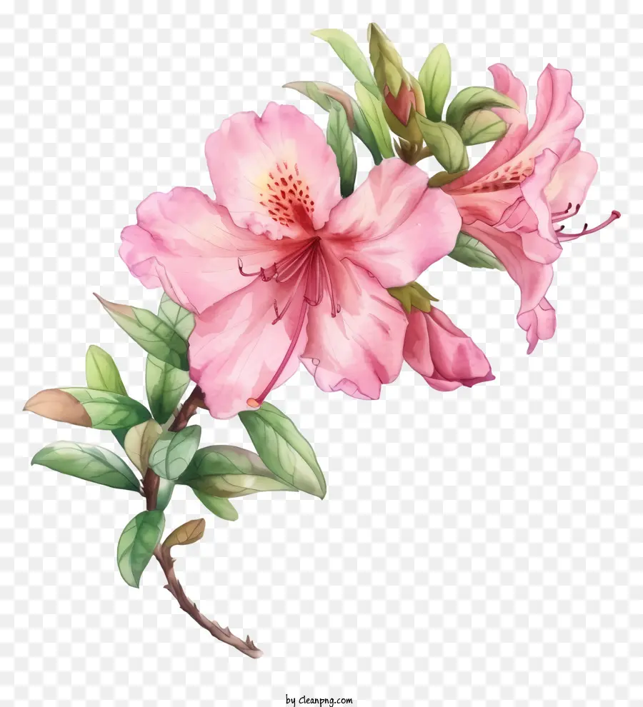 Suluboya Zarif Azalea çiçeği，Suluboya Resim PNG