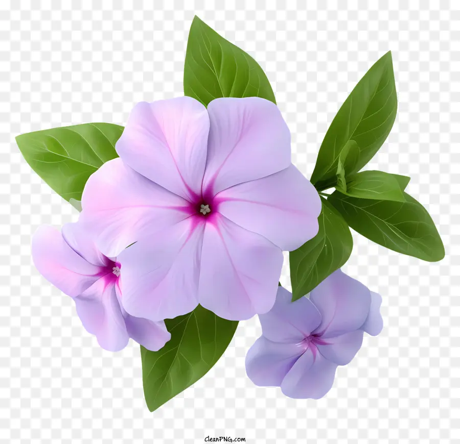 Zarif Periwinkle Çiçek Vector 3d，Moru Pansy Çiçeği PNG