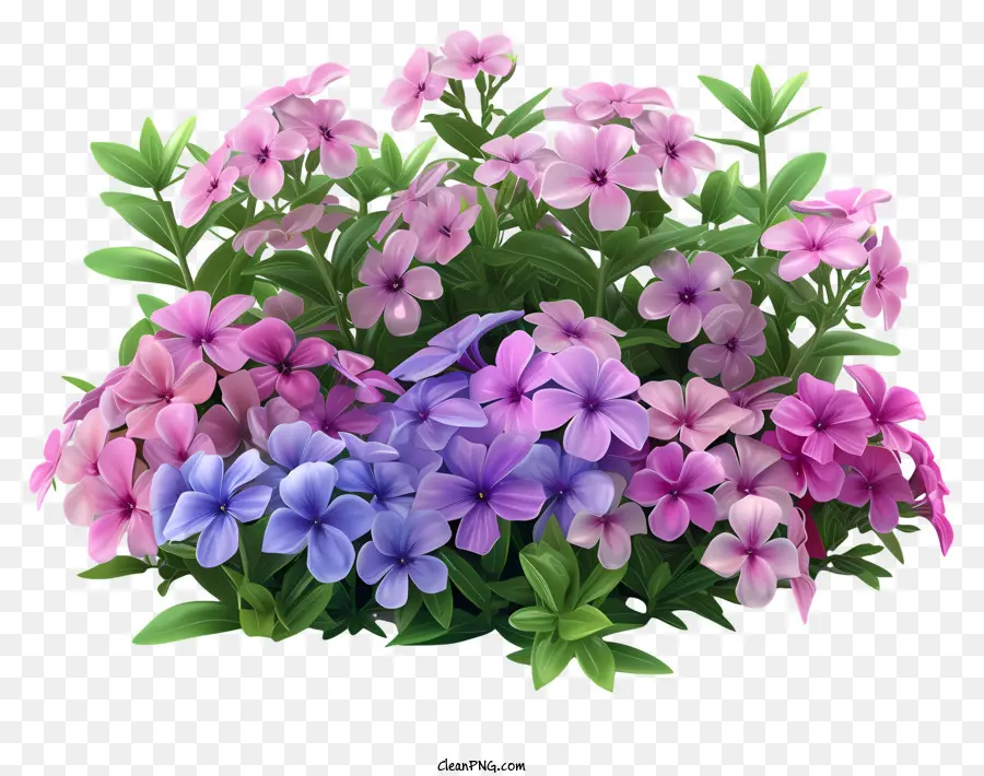Flox çiçeği，Pembe çiçekler PNG