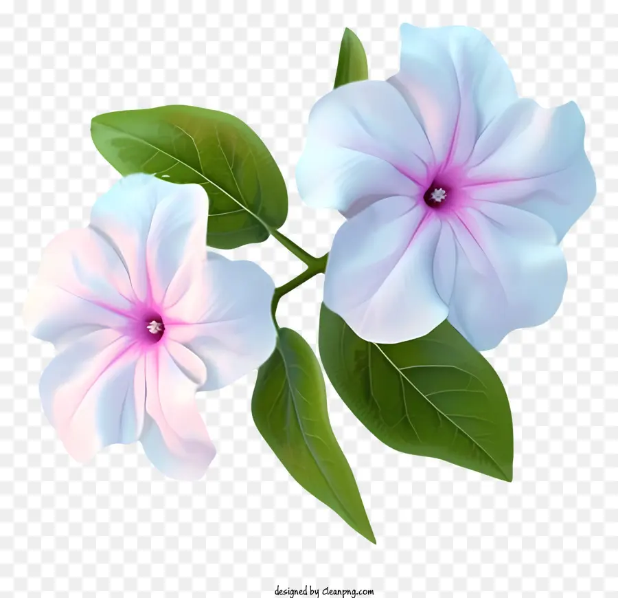Zarif Periwinkle Çiçek Vector 3d，Beyaz çiçekler PNG