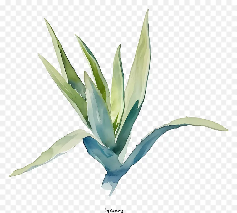 Aloe Vera Yaprağı，Aloe Vera PNG