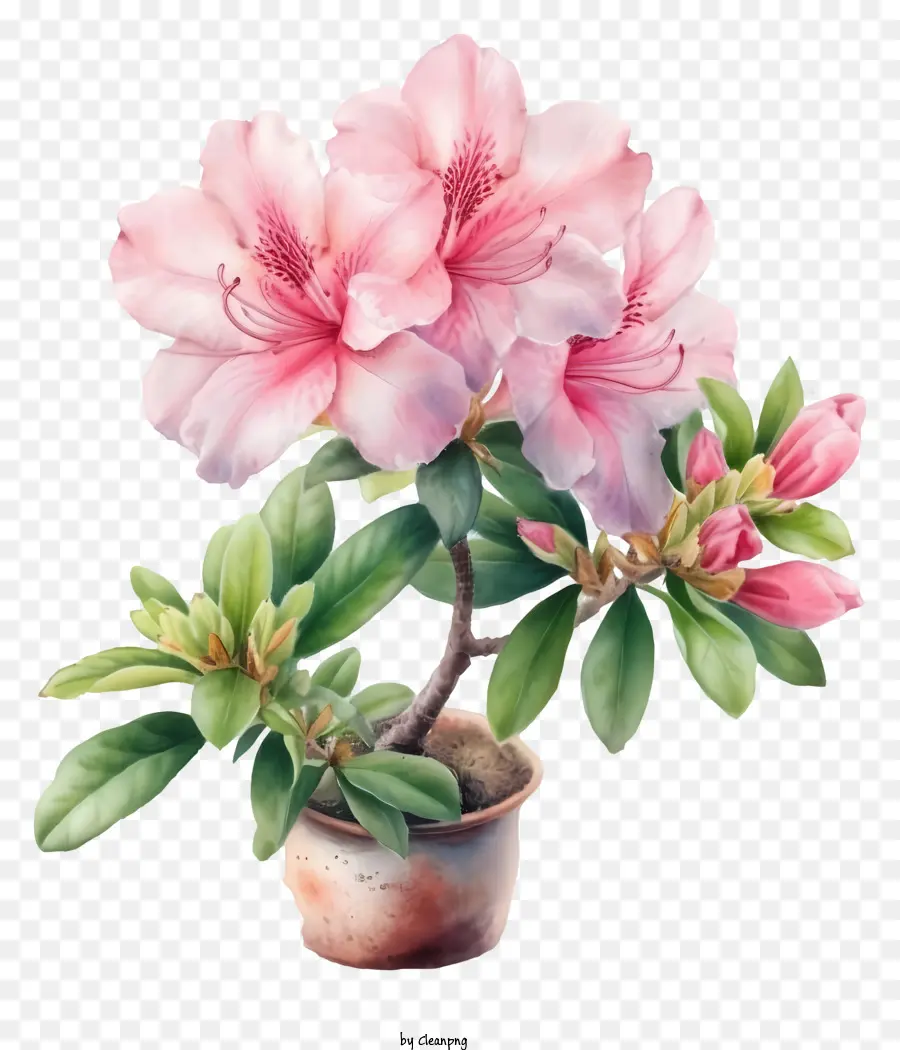 Ayrıntılı çizimler，Zarif Azalea çiçeği PNG