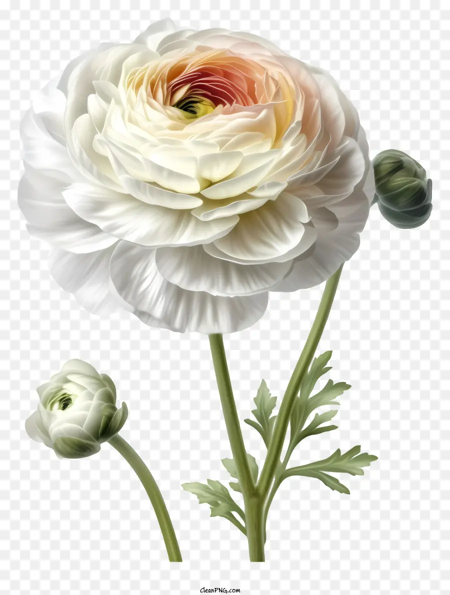 Gerçekçi Zarif Ranunculus çiçeği，Beyaz çiçek PNG