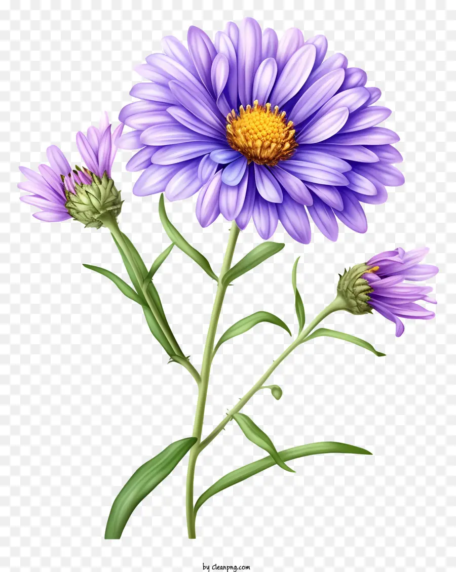 Gerçekçi Zarif Aster çiçeği，Mor çiçek PNG