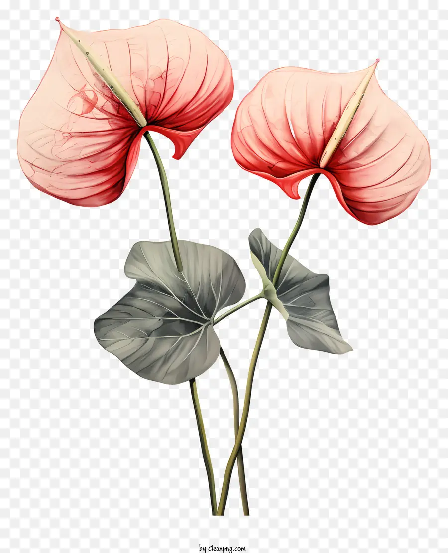 Anthuryum Çiçekleri，Pembe çiçekler PNG