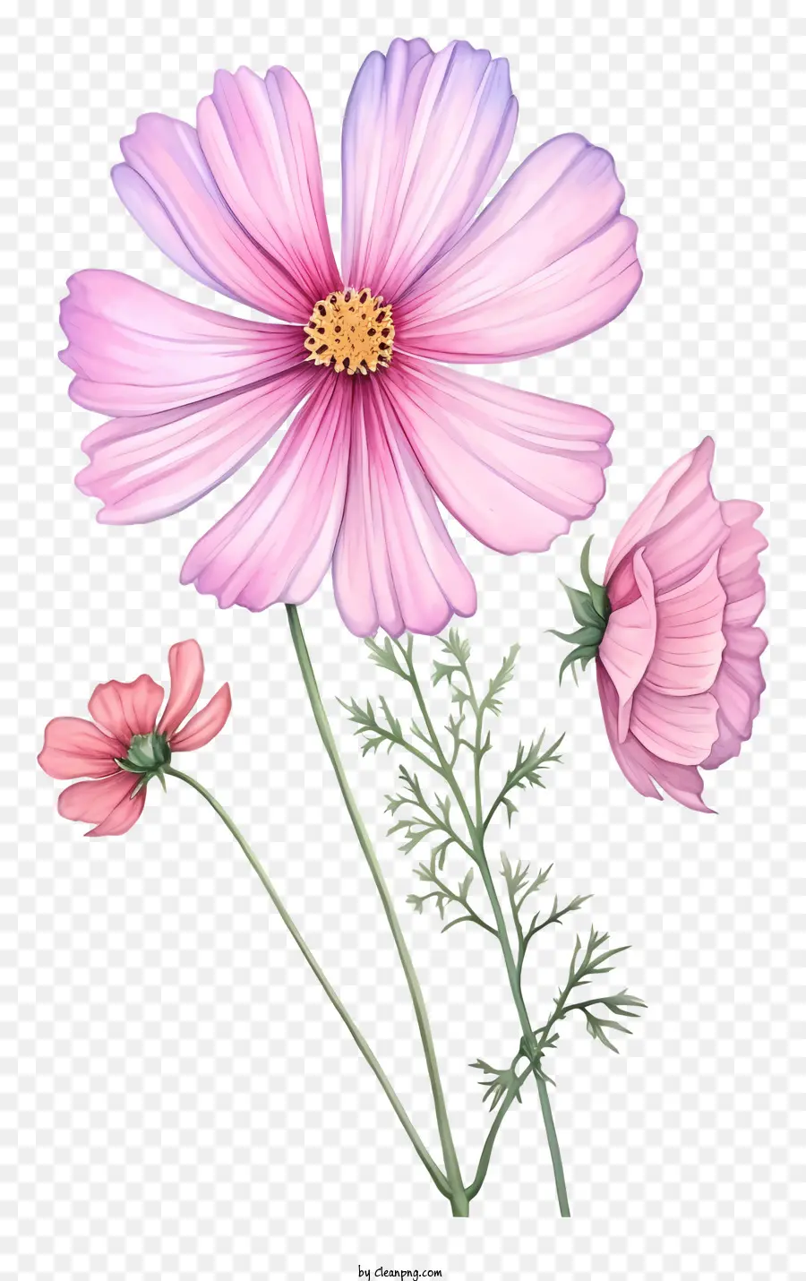Zarif Düret Swinkle Çiçeği，çiçek PNG