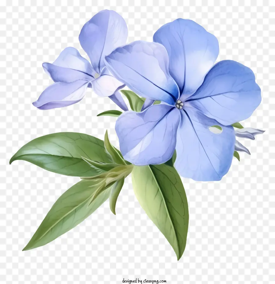 Zarif Delik Wellwinkle Çiçeği，Pembe çiçek PNG
