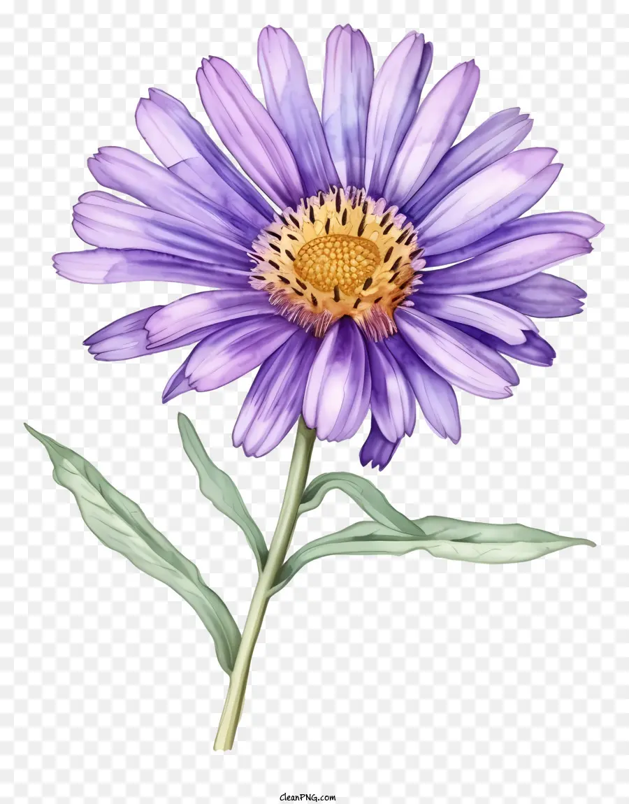 Aster çiçek，Mor çiçek PNG