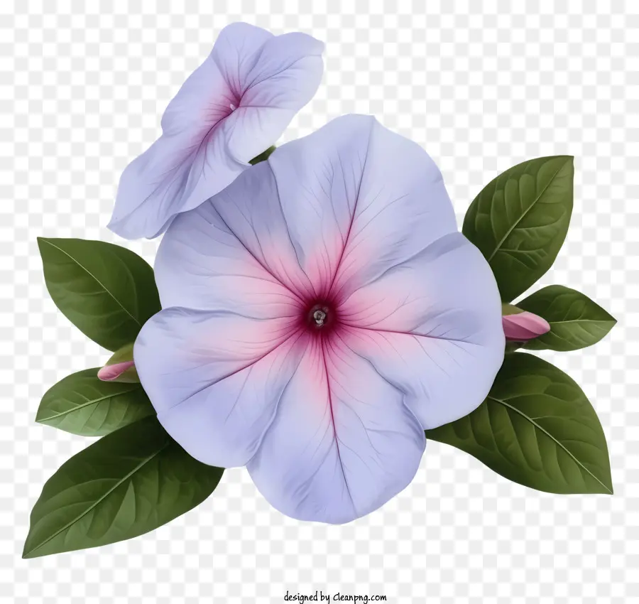 Zarif Düret Swinkle Çiçeği，Moru Pansy Çiçeği PNG