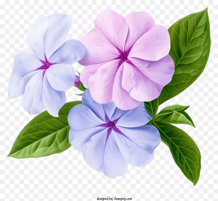 Zarif Delik Wellwinkle Çiçeği，Mor çiçekler PNG