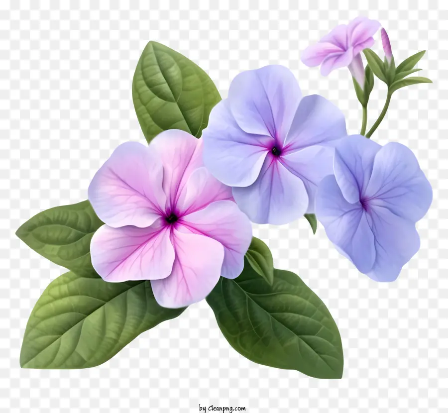 Zarif Düret Swinkle Çiçeği，Pansy Çiçekleri PNG