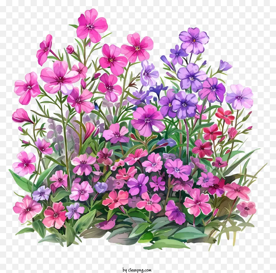 Flox çiçek Yatağı，Bahçe PNG