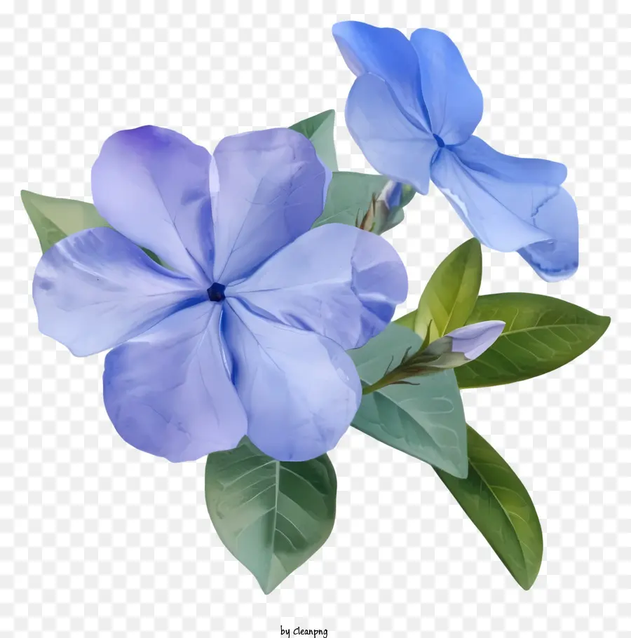 Zarif Düret Swinkle Çiçeği，Mavi çiçek PNG