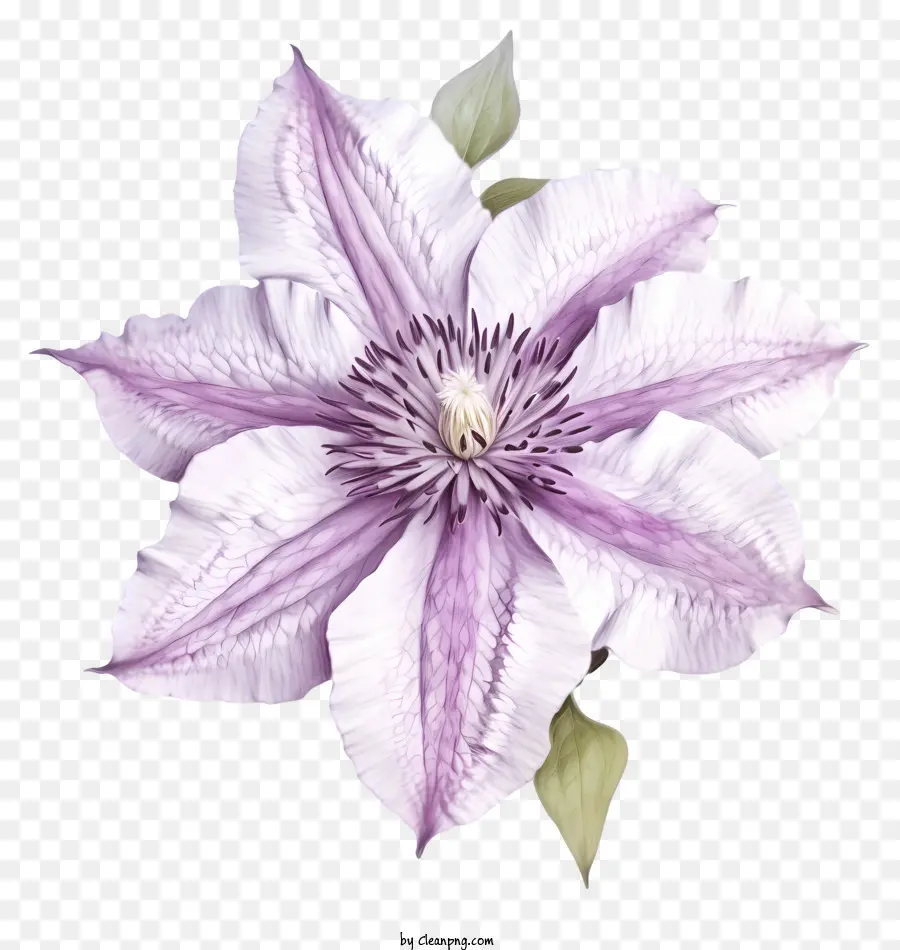 Elle çizilmiş Zarif Clematis çiçeği，çiçek PNG
