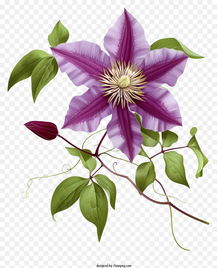 Gerçekçi Zarif Clematis çiçeği，Pembe çiçek PNG