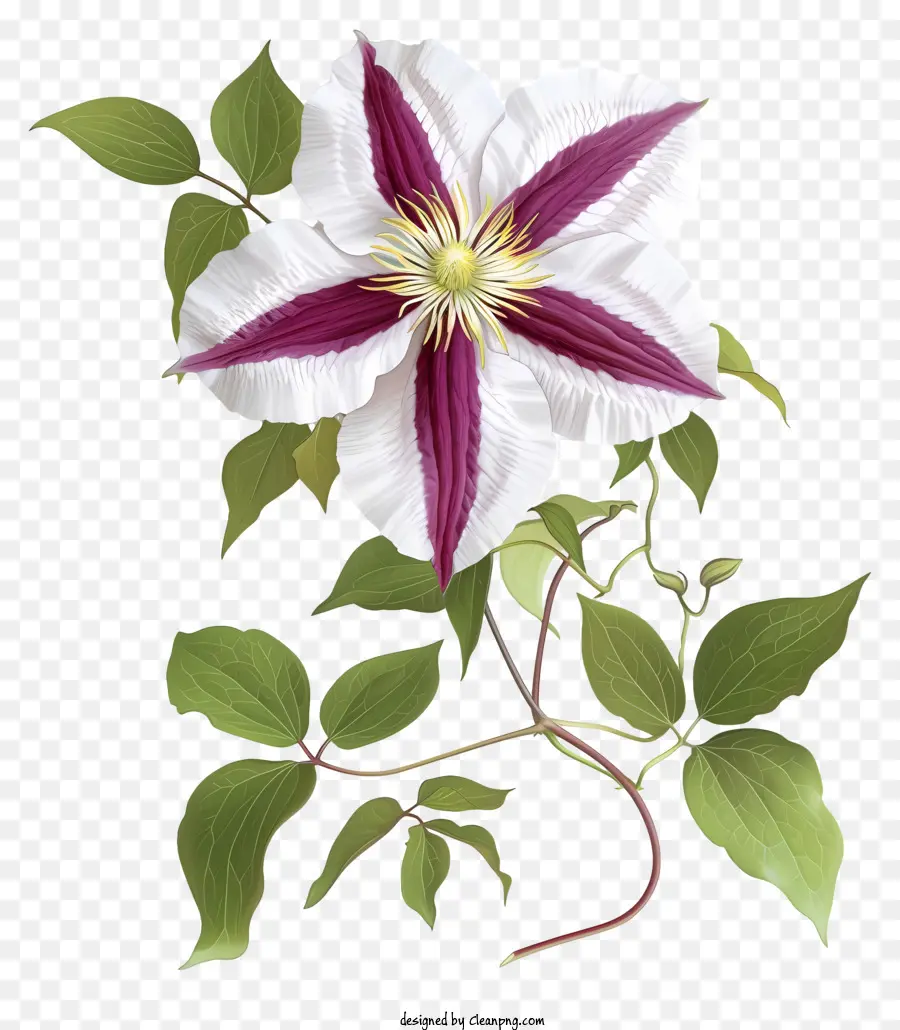 Gerçekçi Zarif Clematis çiçeği，Clemato Çiçeği PNG