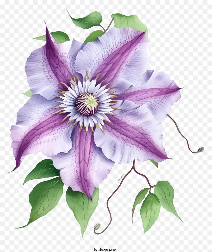 Zarif Clematis çiçeği，Mor Clematis çiçeği PNG